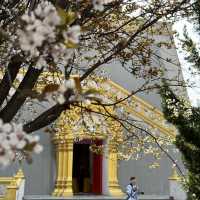 Encountering the Most Beautiful Spring at White Horse Temple
