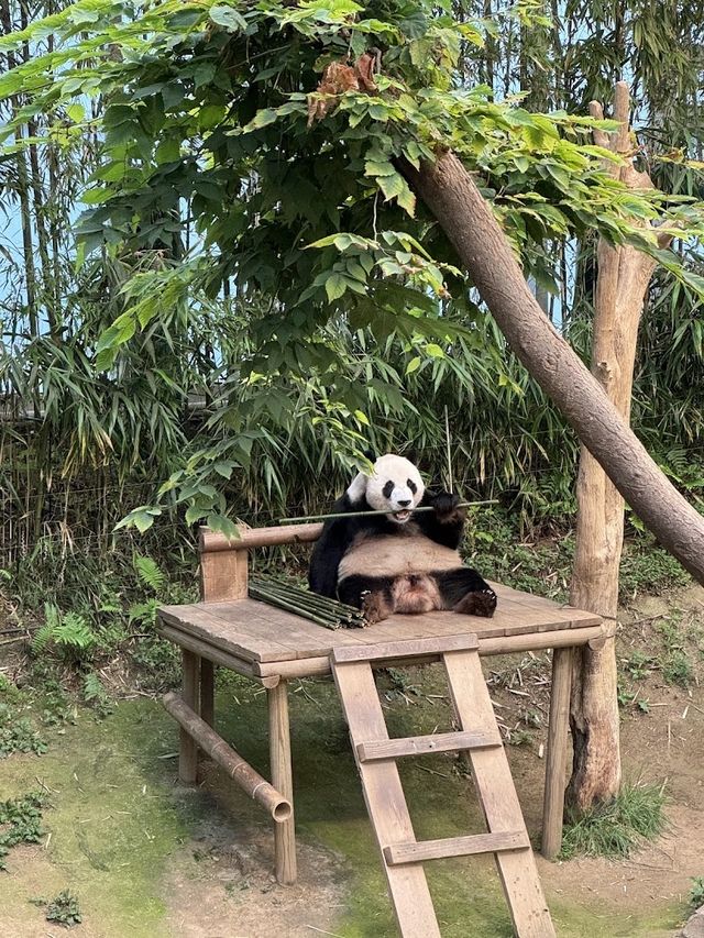🐻‍❄️🌸에버랜드로 귀여운 판다 구경가요 
