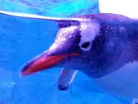 Sea Life Bangkok Ocean World สยามพารากอน
