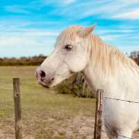 Discover the Untamed Beauty of the Camargue - France’s Wild Heart of Flamingos, Horses