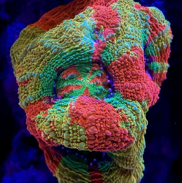 **🌊 Enjoy the Beautiful Coral Reef in Phi Phi Island! 🌴**