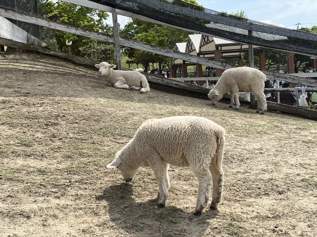 🇯🇵【大阪/堺】堺・緑のミュージアム🌳ハーベストの丘