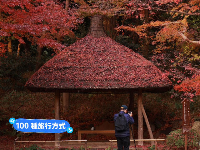 小石川後樂園🍁日式古香庭院