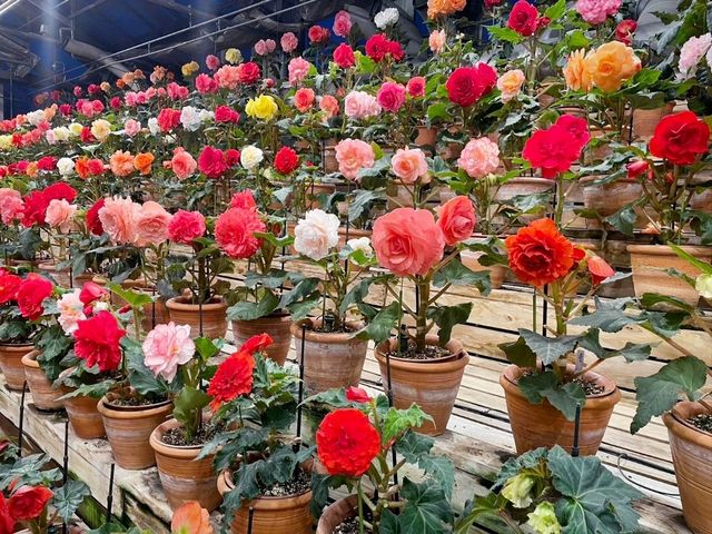 なばなの里✨イルミネーション🌷お花