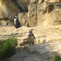 柏林動物園：舒適環境，開心遊動物園