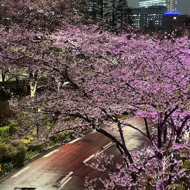 🌸 東京ミッドタウン - 六本木の洗練された都市空間と檜町公園の桜