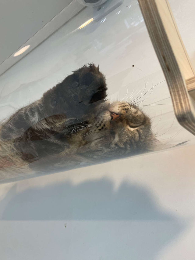 ෆ˃̵͈̑ᴗ˂̵͈̑ෆ 😄🎵강남고양이카페 추천 캠핑고양이 양재점 