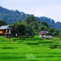 นาขั้นบันได บ้านป่างเปียง เชียงใหม่