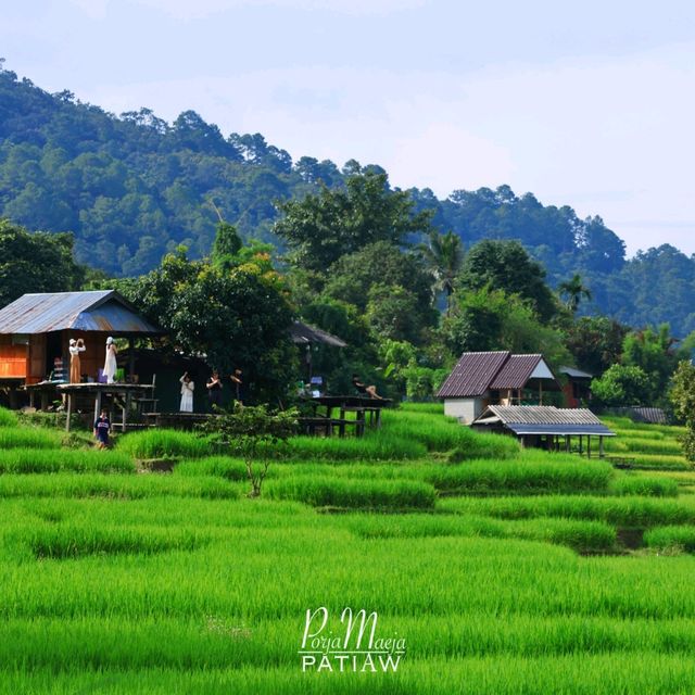 นาขั้นบันได บ้านป่างเปียง เชียงใหม่