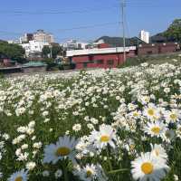 동화같은 돌담이 있는 데이지 꽃밭에서 데이트 🌼
