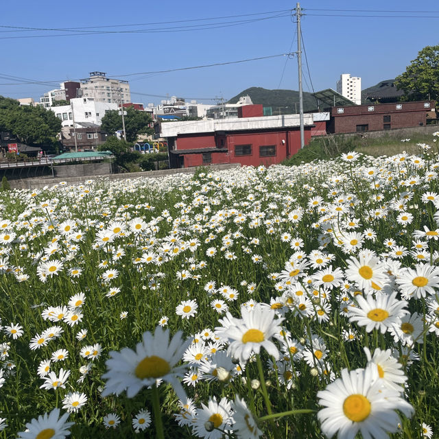 동화같은 돌담이 있는 데이지 꽃밭에서 데이트 🌼