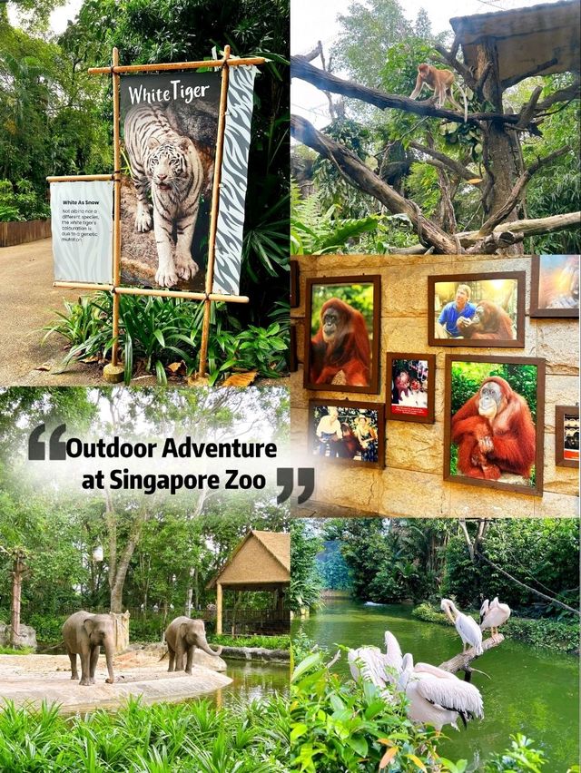 Outdoor Adventure at Singapore Zoo
