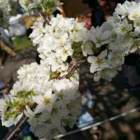 札幌平岡公園 梅林