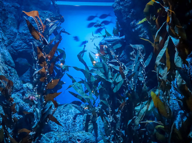 รีวิว S.E.A. Aquarium🇸🇬 