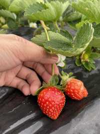 Strawberry Farm, Benguet ✨