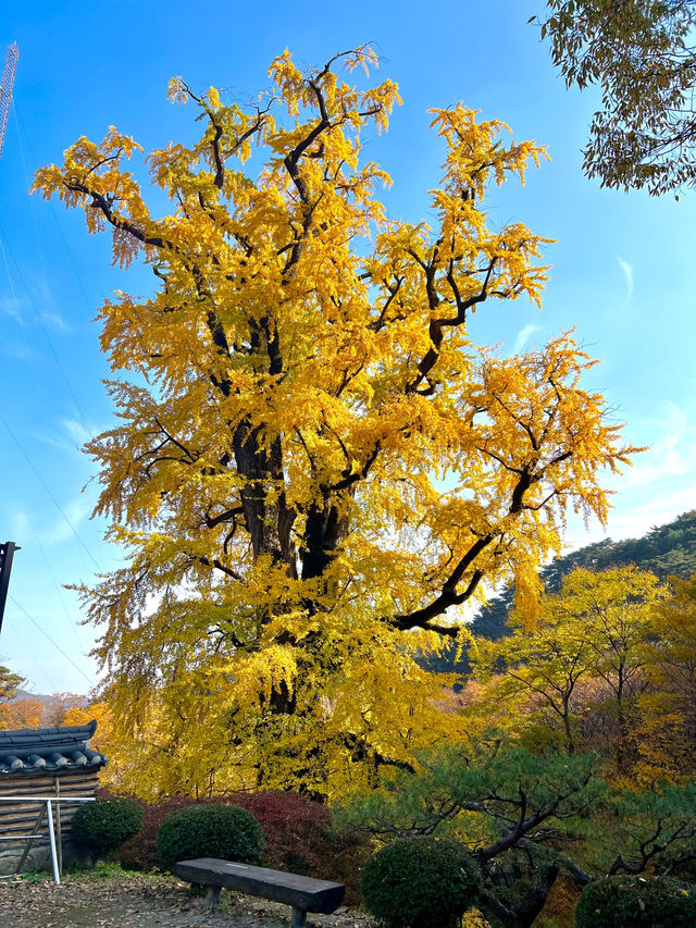 양평 터줏대감 1100살 된 은행나무💛