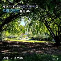 호주 브리즈번 마운틴 쿳-타 전망대와ㅡ식물원🇦🇺