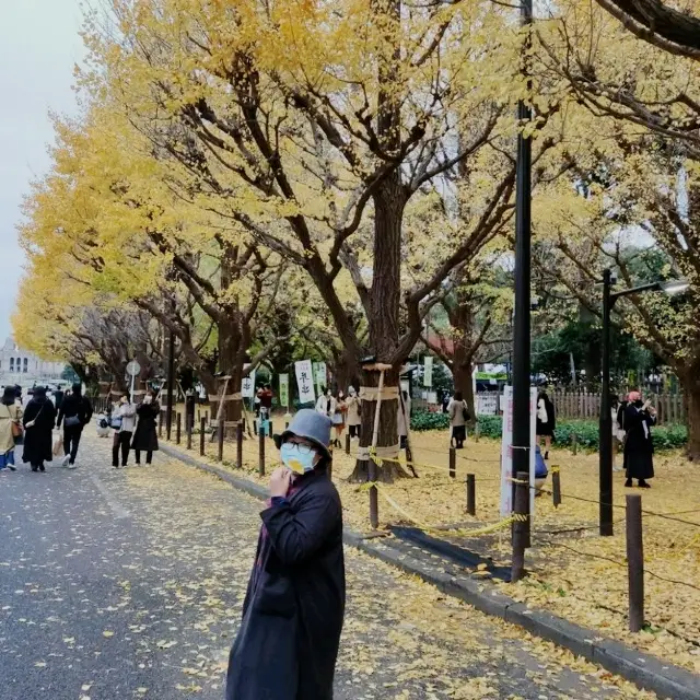 東京明治神宮外苑，秋日必賞銀杏黃金隧道。