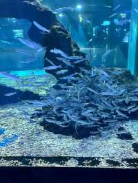 제주 실내 데이트 장소 찾는다면 여기 가세요🐠