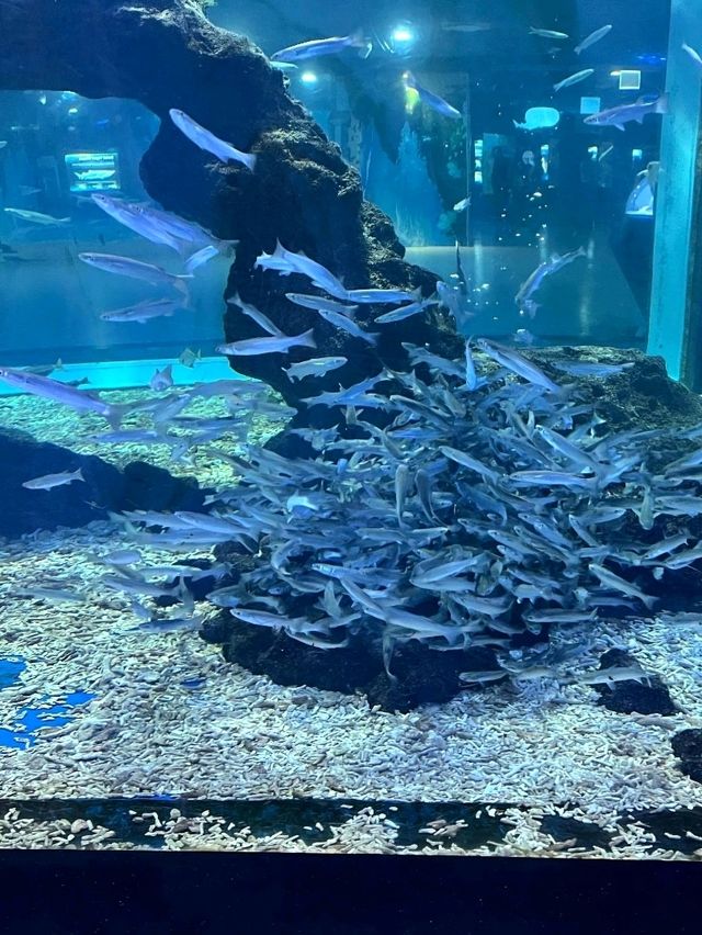 제주 실내 데이트 장소 찾는다면 여기 가세요🐠