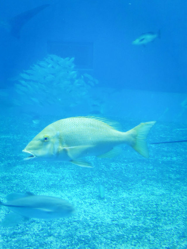 沖繩必去景點～沖繩水族館❤️