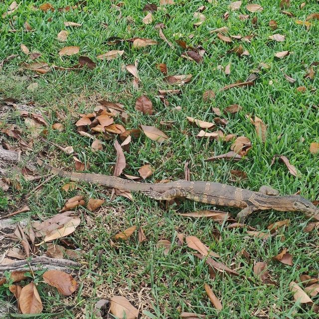 曼谷倫披尼公園 Lumpini Park，處處可見烏鴉跟澤巨蜥。