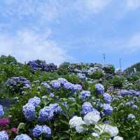邂逅一望無際的紫陽花海 