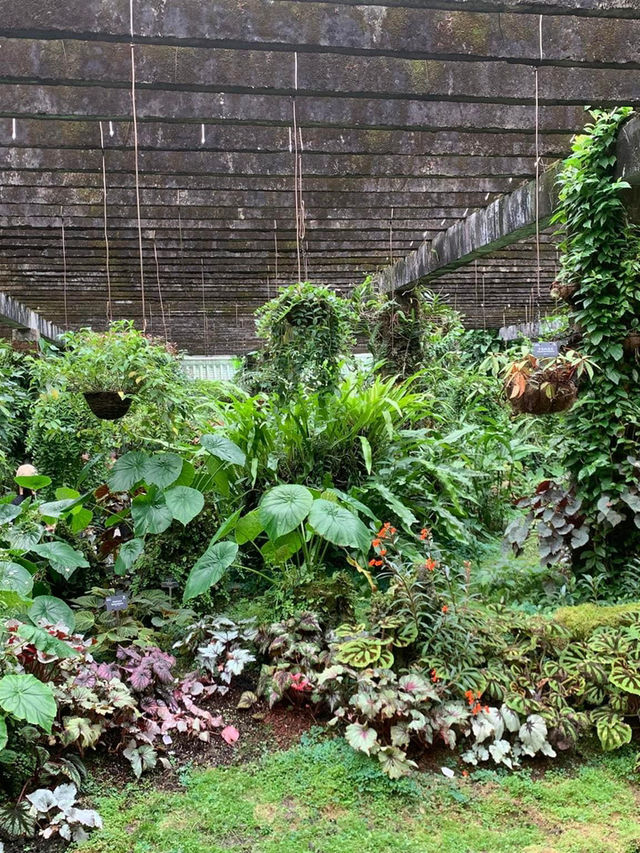 深圳一日遊行程推介💝仙湖植物園❗️網紅必去打卡點