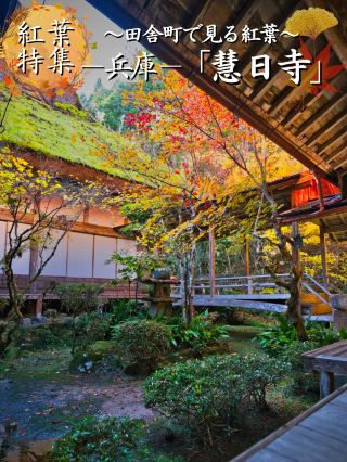 [Go here] I don't really want to tell you about this hidden gem of a temple with autumn leaves, five of which are nationally registered tangible cultural properties✨