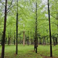 Romance & Scenic Charm: My Magical Day at Nami Island!