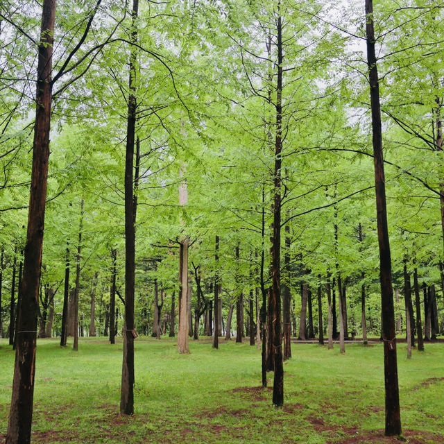 Romance & Scenic Charm: My Magical Day at Nami Island!