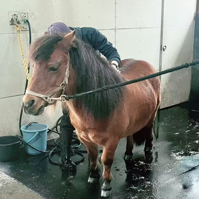 【苫小牧】ノーザンホースパーク
