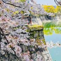 Blossoms and Beauty: Hanami Magic at Osaka Castle Park!