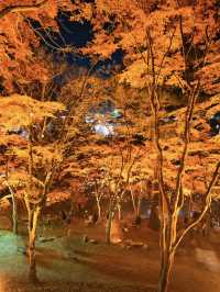 【紅葉特集】これ無料でいいの⁉️一生に一度は見たい紅葉ライトアップ🍁✨
