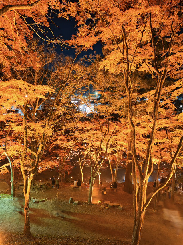 【紅葉特集】これ無料でいいの⁉️一生に一度は見たい紅葉ライトアップ🍁✨