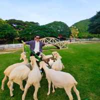 The Scenery Vintage Farm 🐑✨