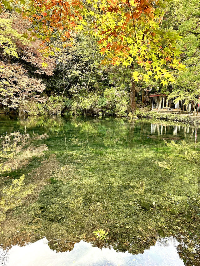 【栃木×佐野】関東のモネの池  澄み切った水に泳ぐ鯉 まるで絵画のよう？