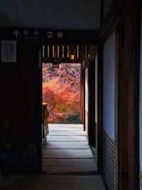 【ここ行って】次の週末以降でもまだ間に合う‼️川越観光ついででも行きたい紅葉スポット🍁
