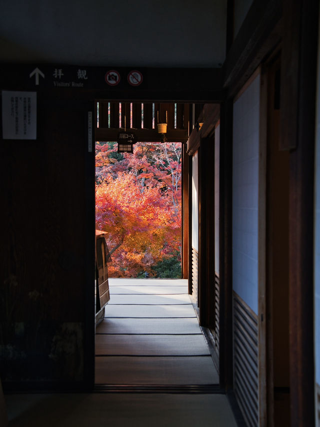 【ここ行って】次の週末以降でもまだ間に合う‼️川越観光ついででも行きたい紅葉スポット🍁