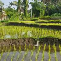 Discovering Tranquility in Sideman, Bali