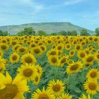 ดอกทานตะวันไร่คุณรำยอง