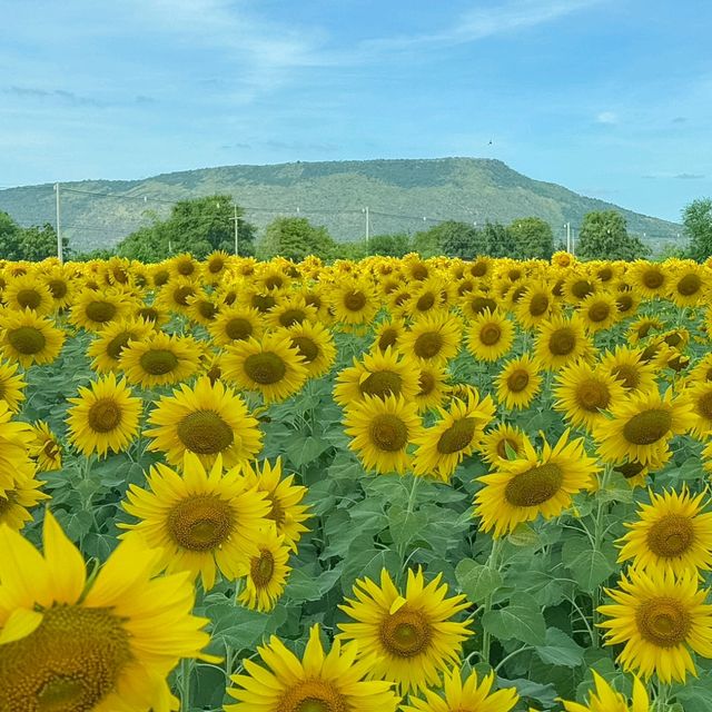 ดอกทานตะวันไร่คุณรำยอง