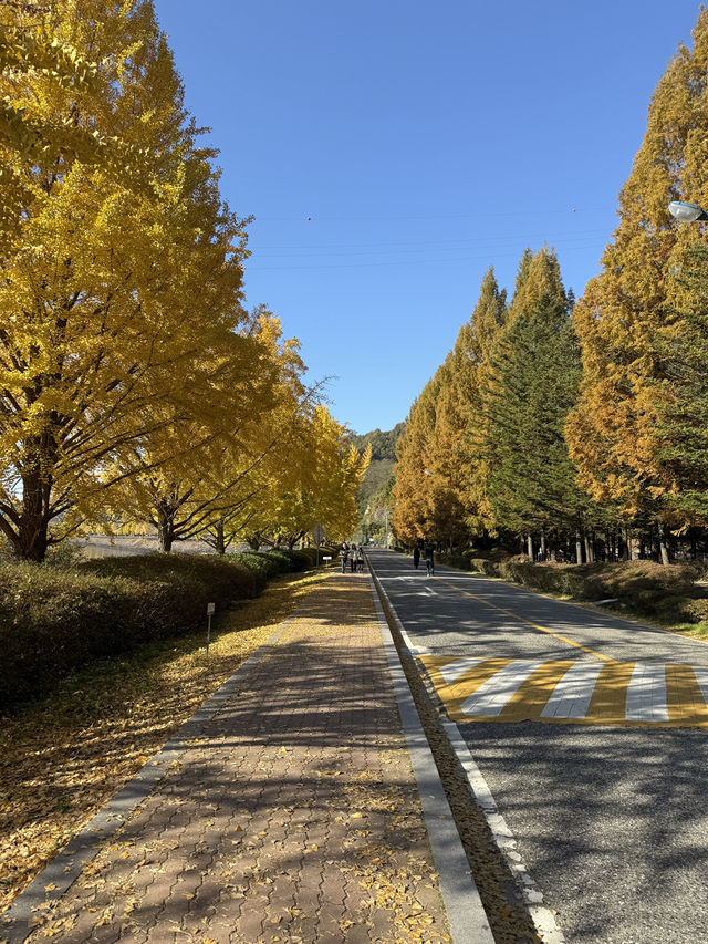 (실시간) 라-브 하러 안동 지베르니 다녀와봤습니다🍁🤎