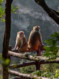 “Monkey”ing around in Zhangjiajie