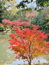 虎溪山永保寺-日式庭園寺廟配搭絕美紅葉，讓人看得如痴如醉