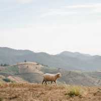 Akha FarmVille 🐑