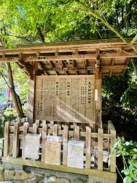 【日本伊東】來宮神社：日本能量景點，樹齡超過2000年的巨楠