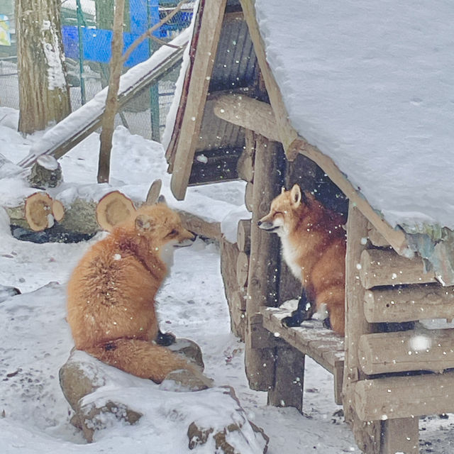 【日本宮城】藏王狐狸村🦊｜一定要在下雪天到狐狸村一次！