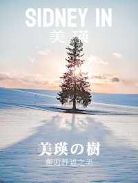 美瑛の🎄：邂逅靜謐之美|自由行全攻略