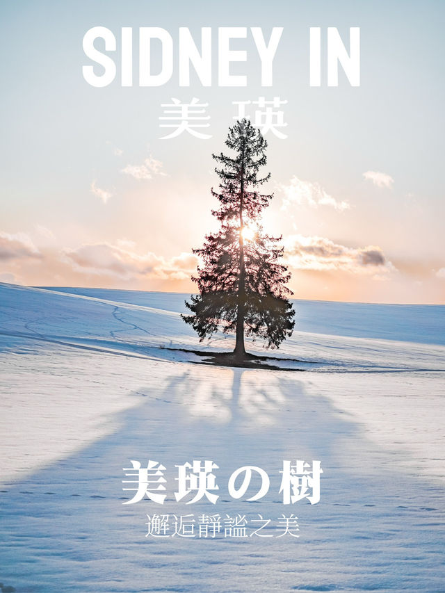 美瑛の🎄：邂逅靜謐之美|自由行全攻略